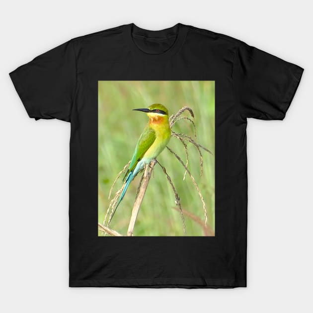 THE BEE HARVESTER T-Shirt by dumbodancer